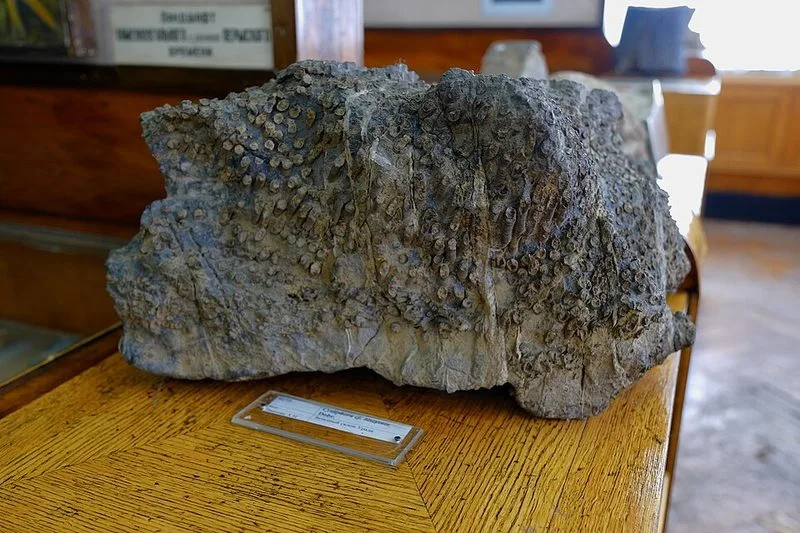 Squelette fossile expos&eacute; au Mus&eacute;e de g&eacute;ologie de Saint-P&eacute;tersbourg